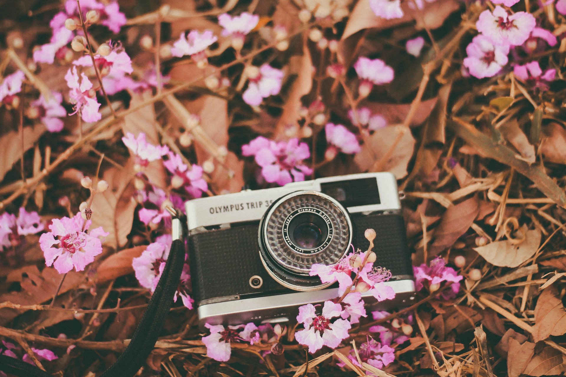 a camera the camera lens flower pink petal