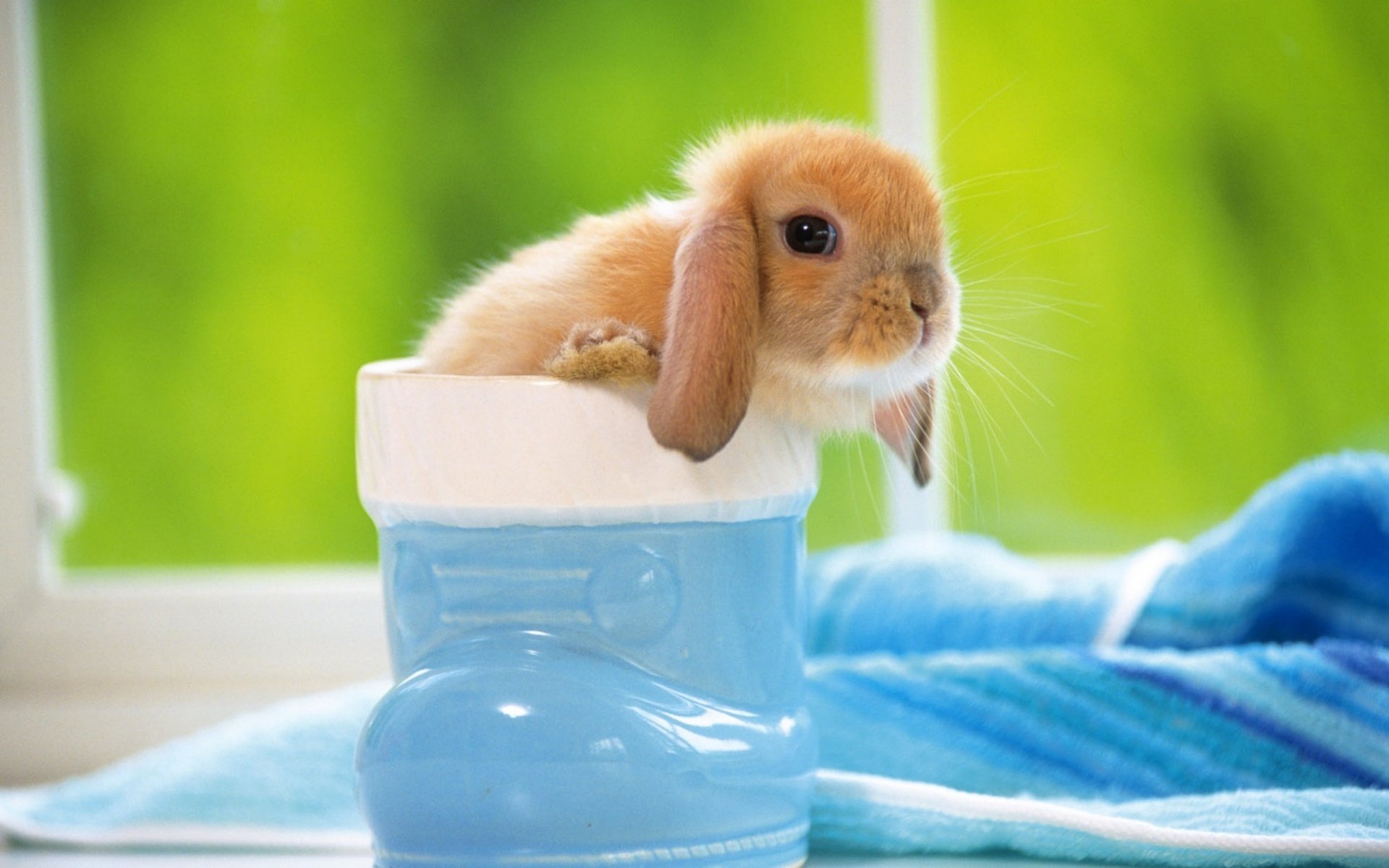 blue shoe rabbit cutie