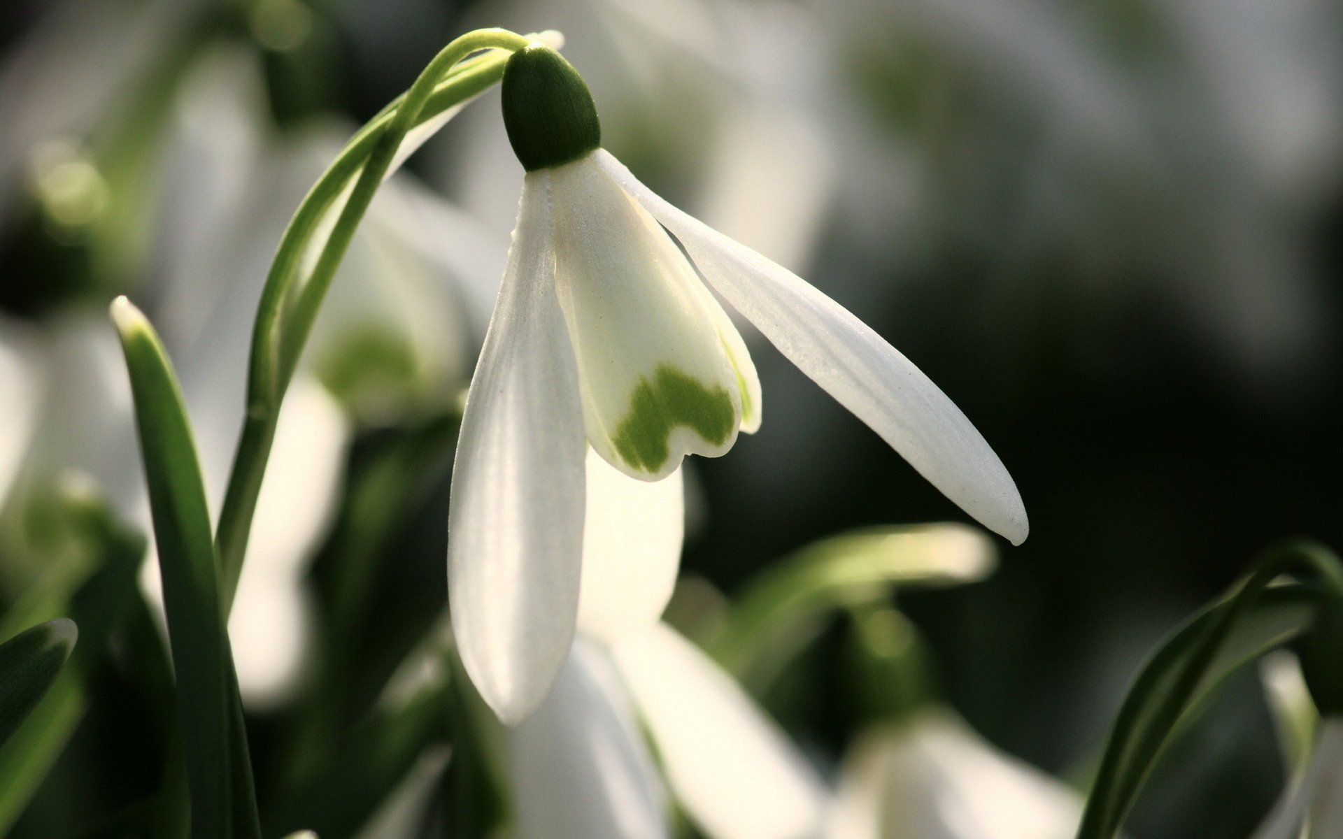 nowdrops flowers primroses spring macro flower
