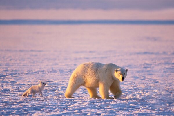 Polar bear and arctic fox on the background of snow