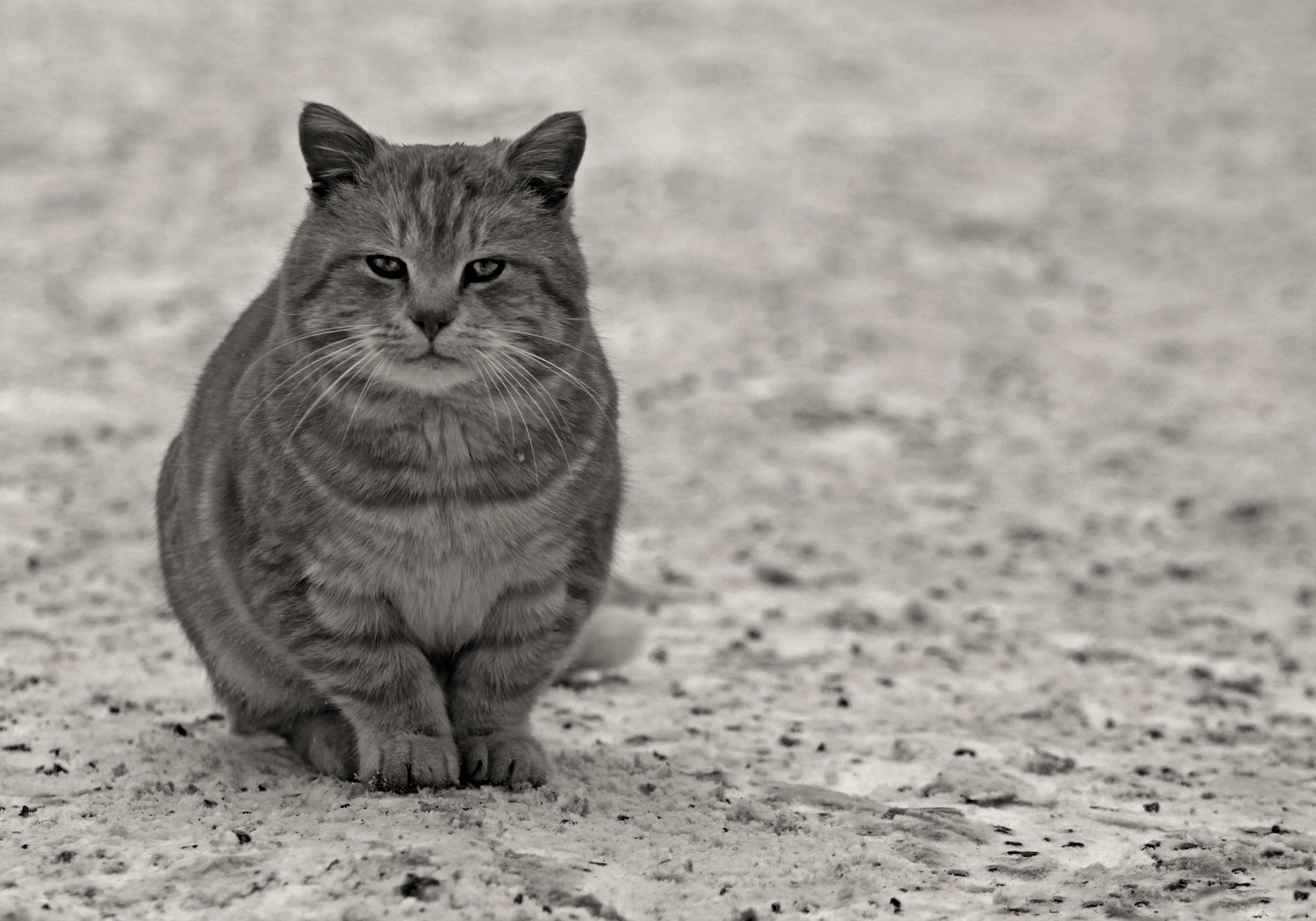 cat look paws animals feline grayness asphalt wool mustache