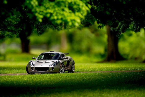 A toy car in a real forest