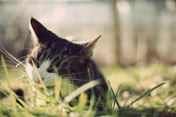 The cat chews green grass