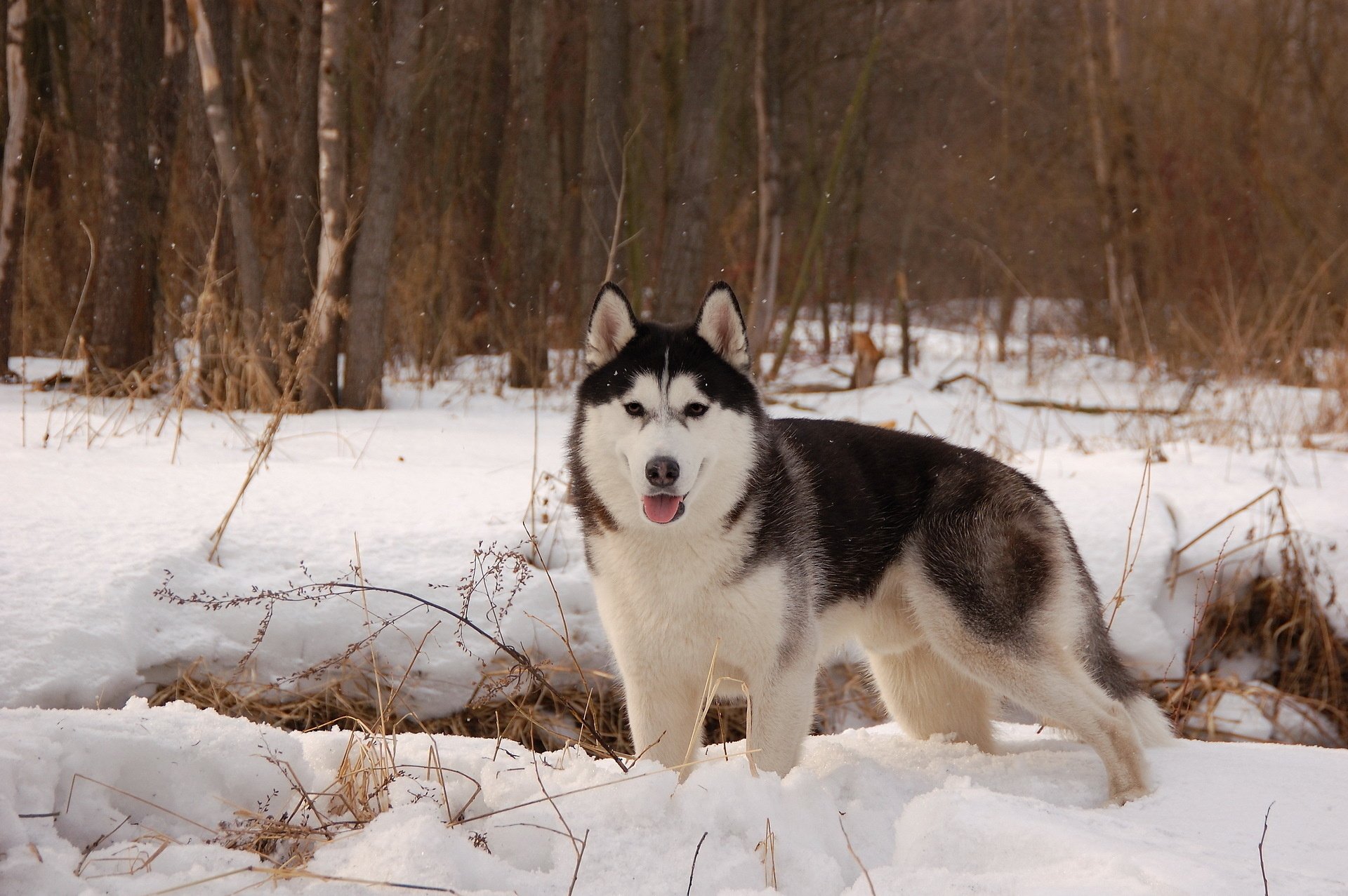 husky winter snow dog animals look
