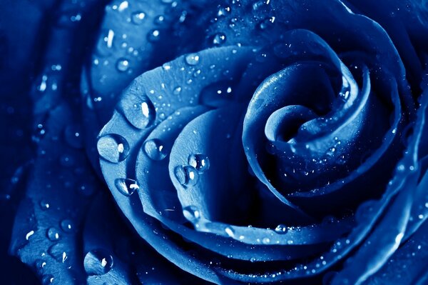 Blue rose after the rain