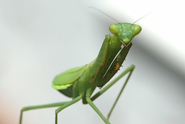 Macro shooting of the mantis insect