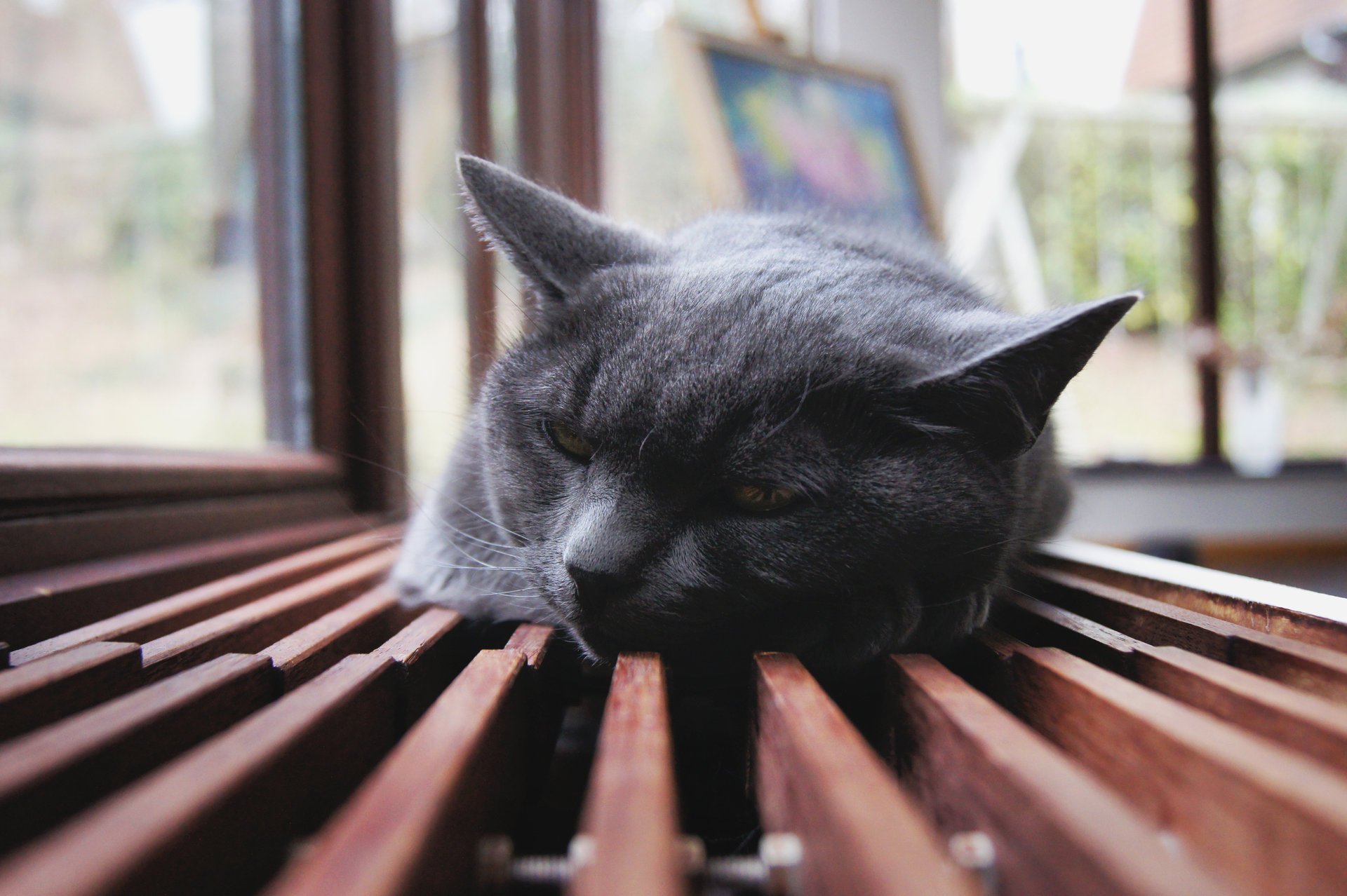 lies cats ears rest longing animals feline kitty-kitty-meow-meow
