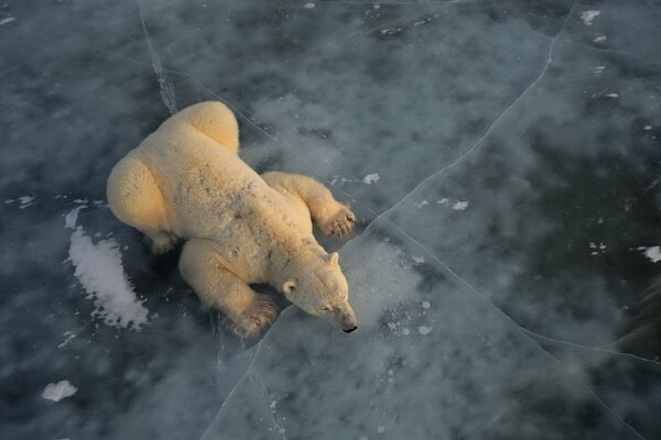 Polar bear resting on an ice floe