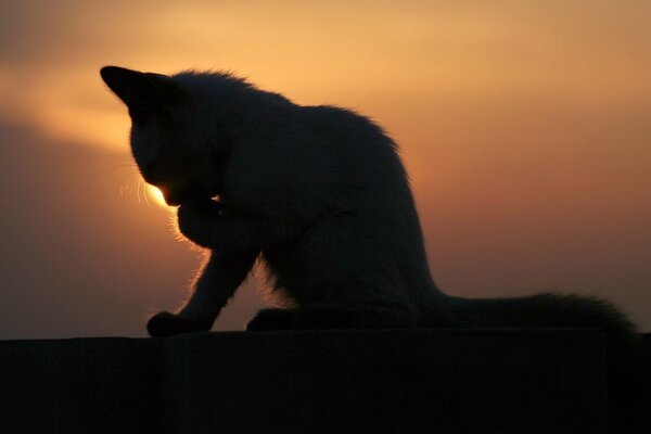 A cat washes up at a beautiful sunset