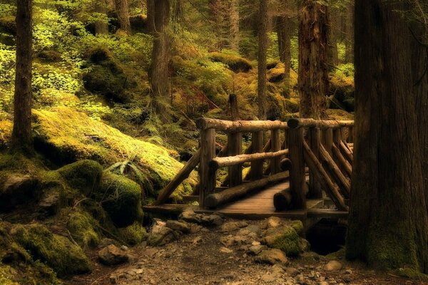 The bridge in the overgrown old forest is beautiful