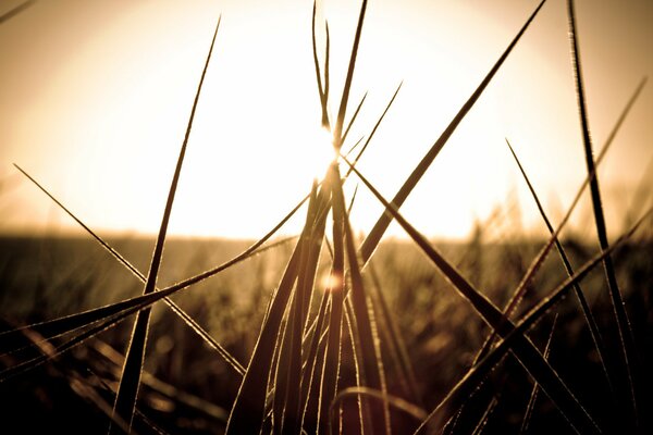Macro grass at sunset in the field