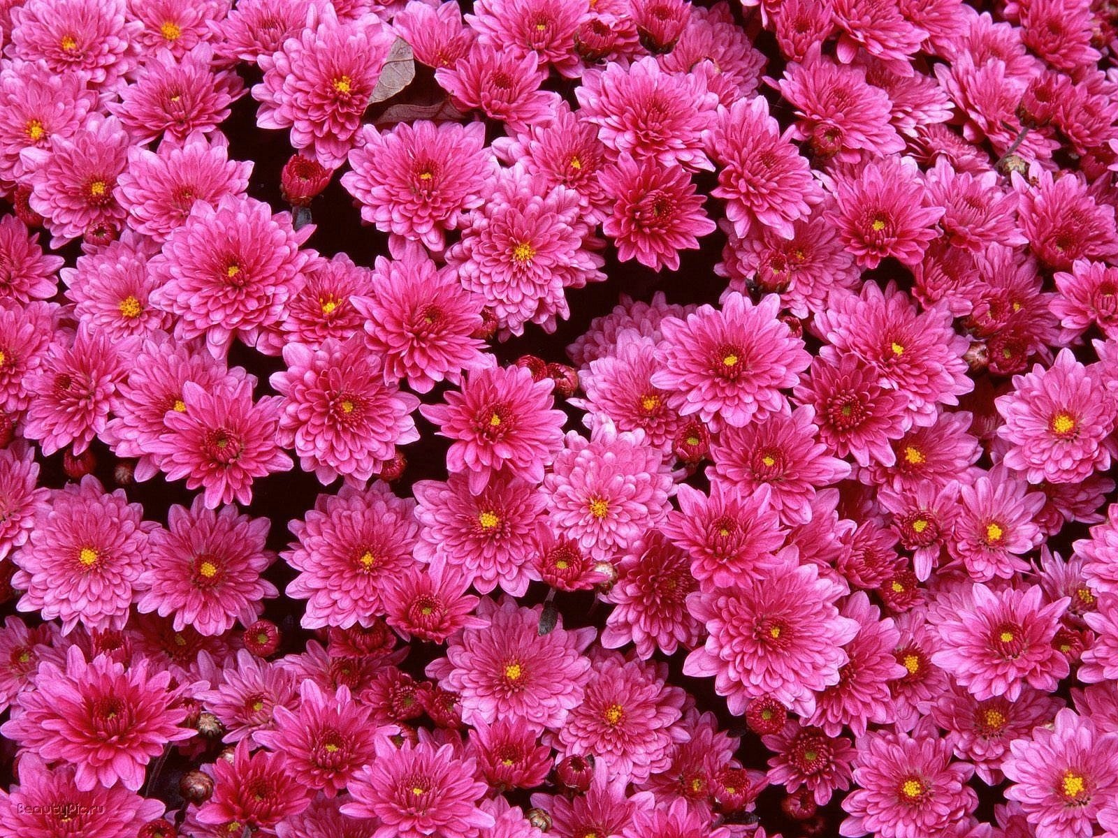 flowers glade chrysanthemum pink