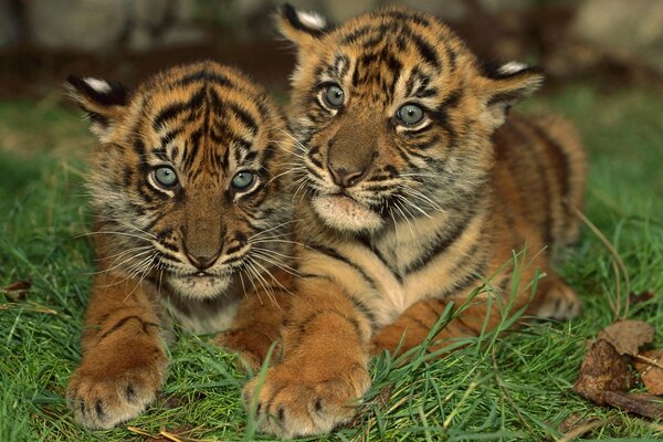 Two tiger cubs like a mushroom-openka