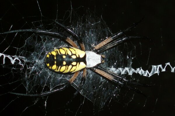 Yellow spider on a black background