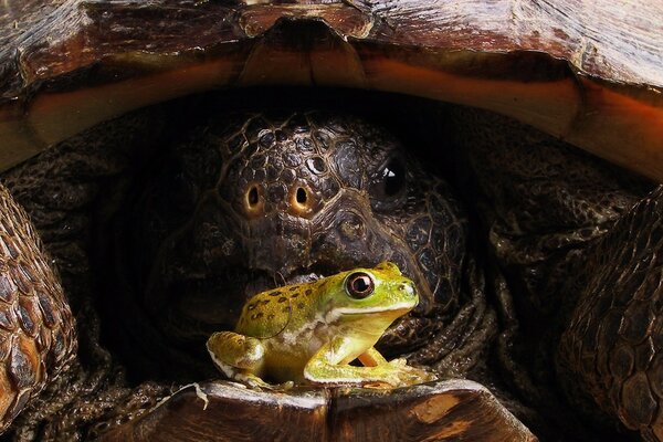 A large turtle in a shell looks at a toad