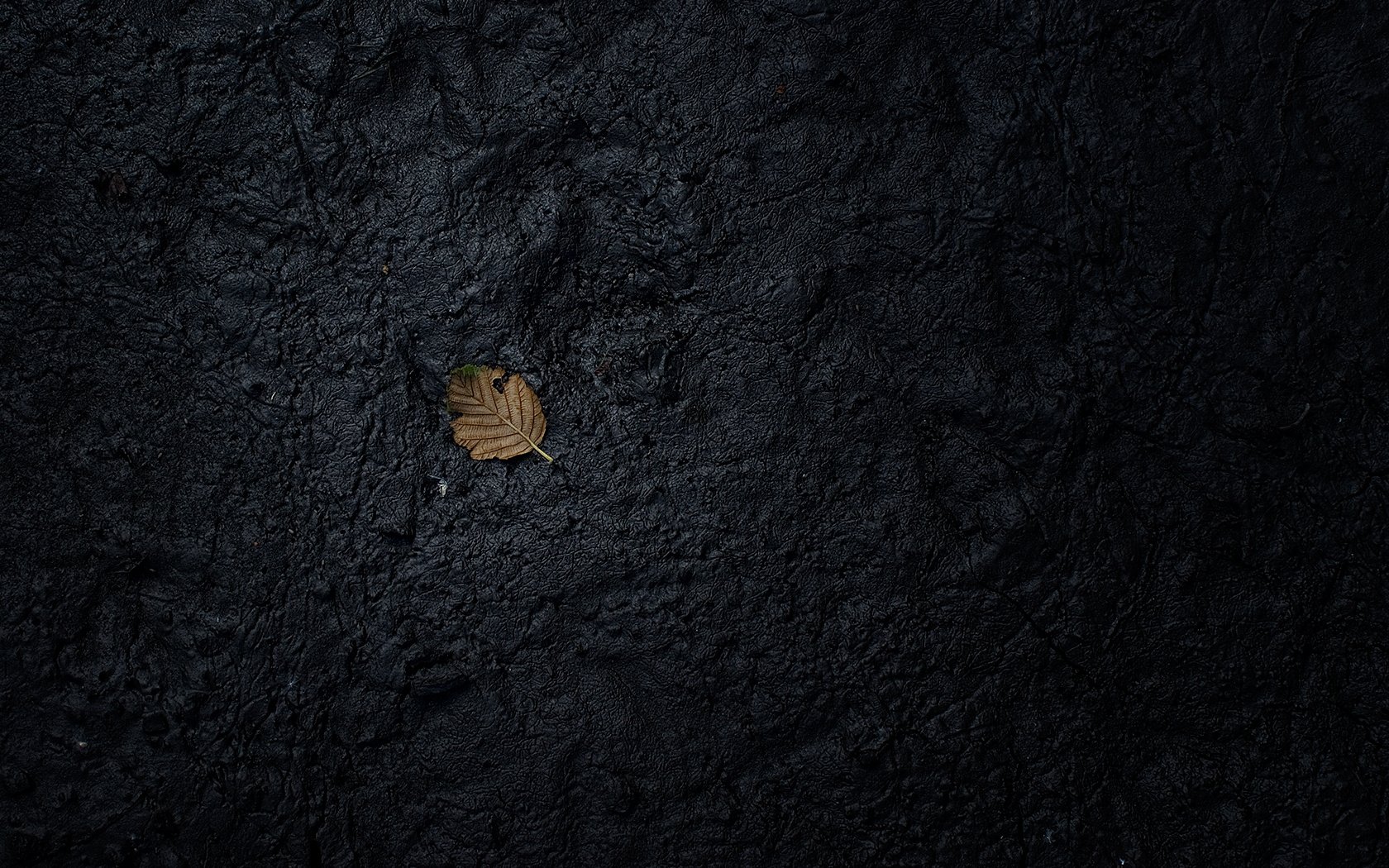 black earth dry leaf texture macro wallpaper