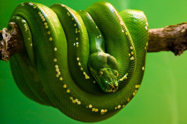 The green bastard on the branch