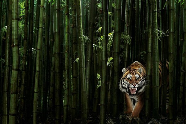 Tiger coming out of bamboo thickets