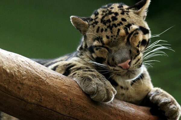 Baby leopard is lying on a tree