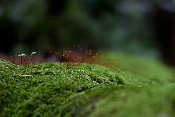 Even in the moss, greenery grows