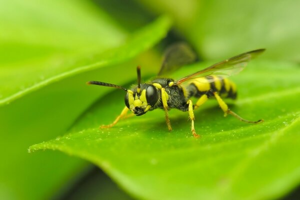 Macro photography of a wasp sitting on a green leaf