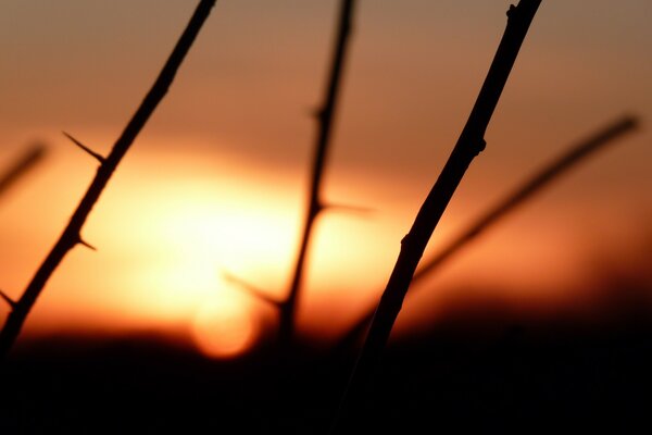 Prickly branches at sunset