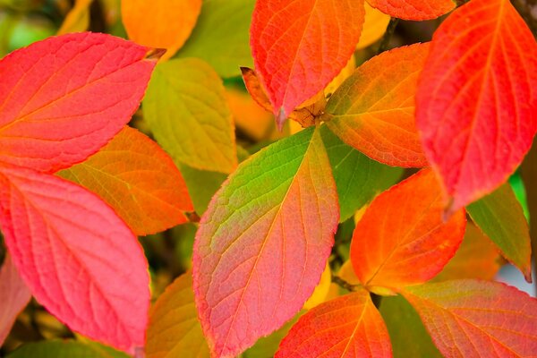Autumn red-yellow leaves