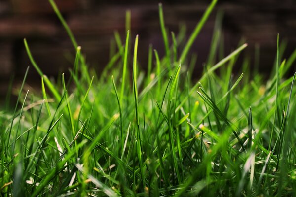 Miuro greenery on the street