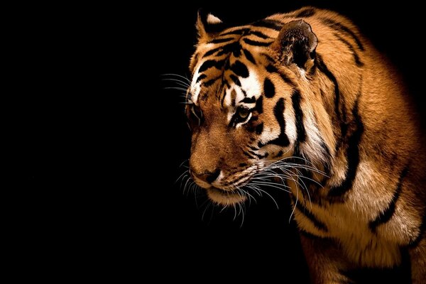 A tiger with a predatory look on a black background
