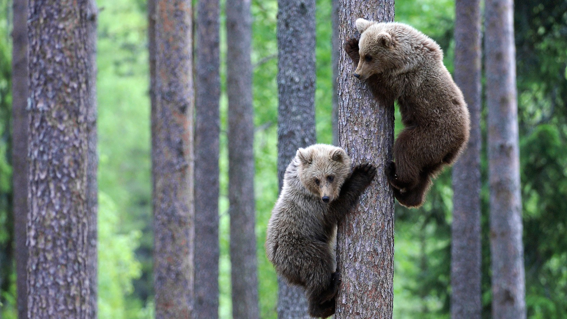 medvedik bears cubs animals mind nature forest positive