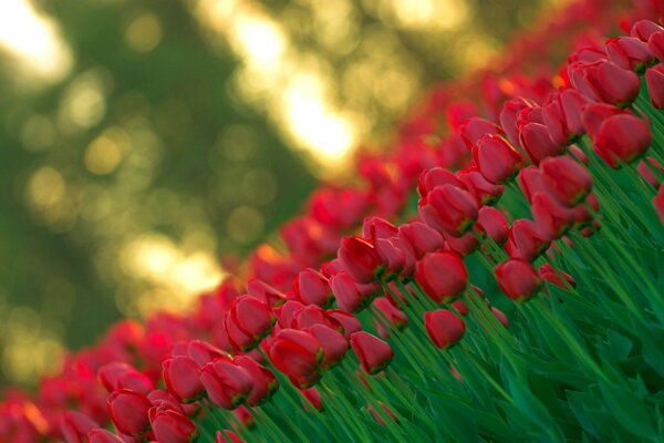 Lots of red tulips with a blurry background