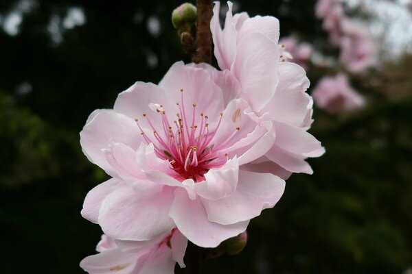 A pink cherry blossom is ripening on a branch