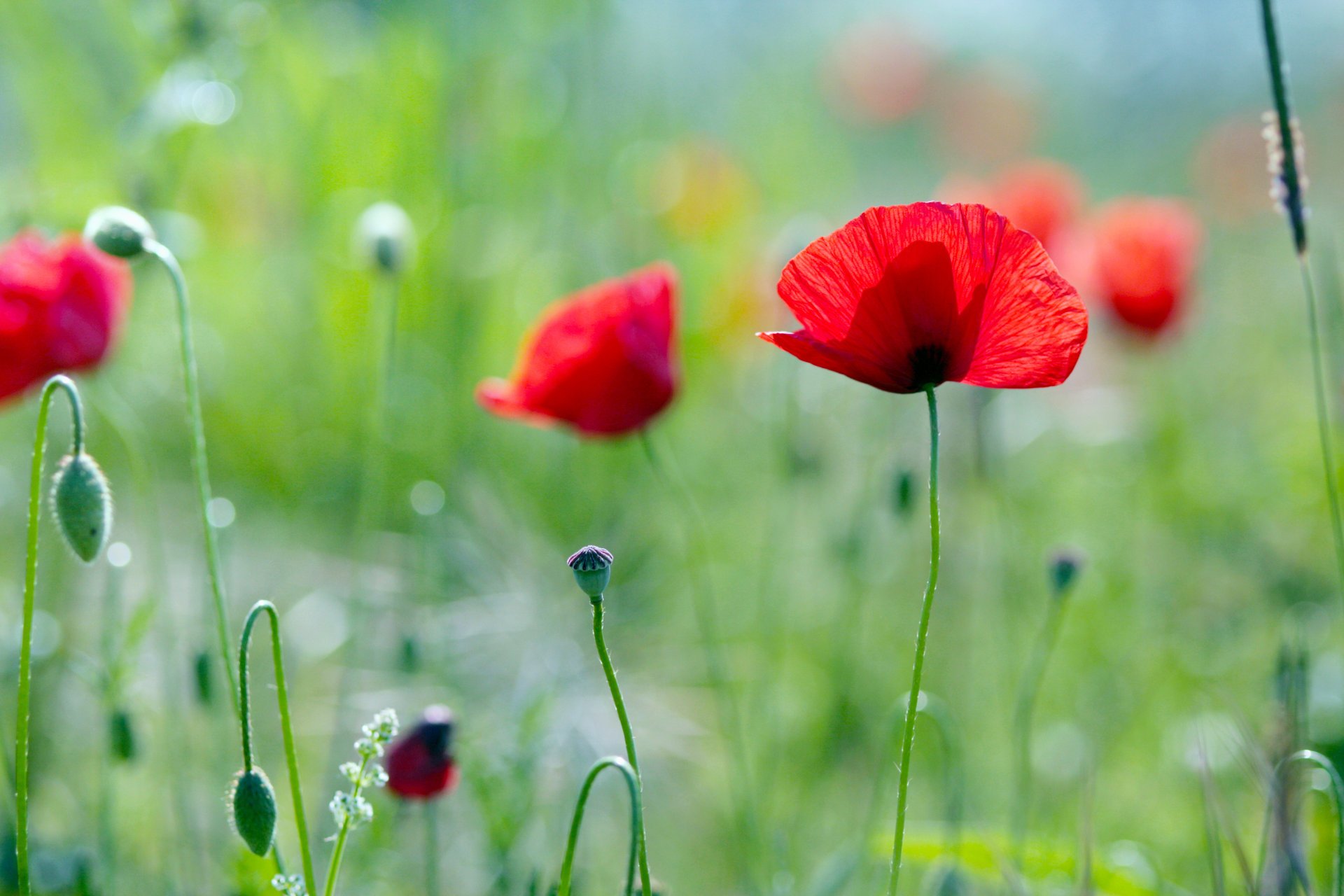 flowers mac plants greens summer field grass light
