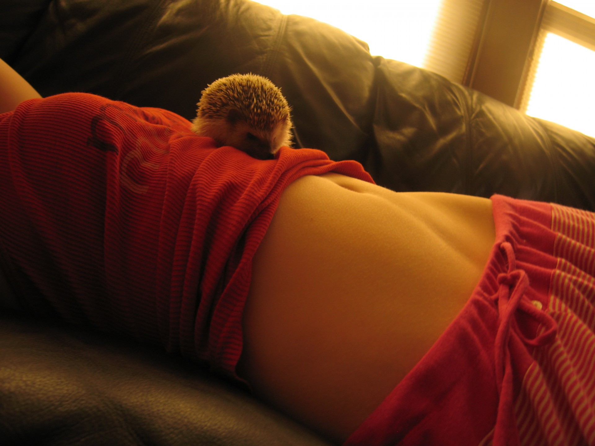 the stomach hedgehog window
