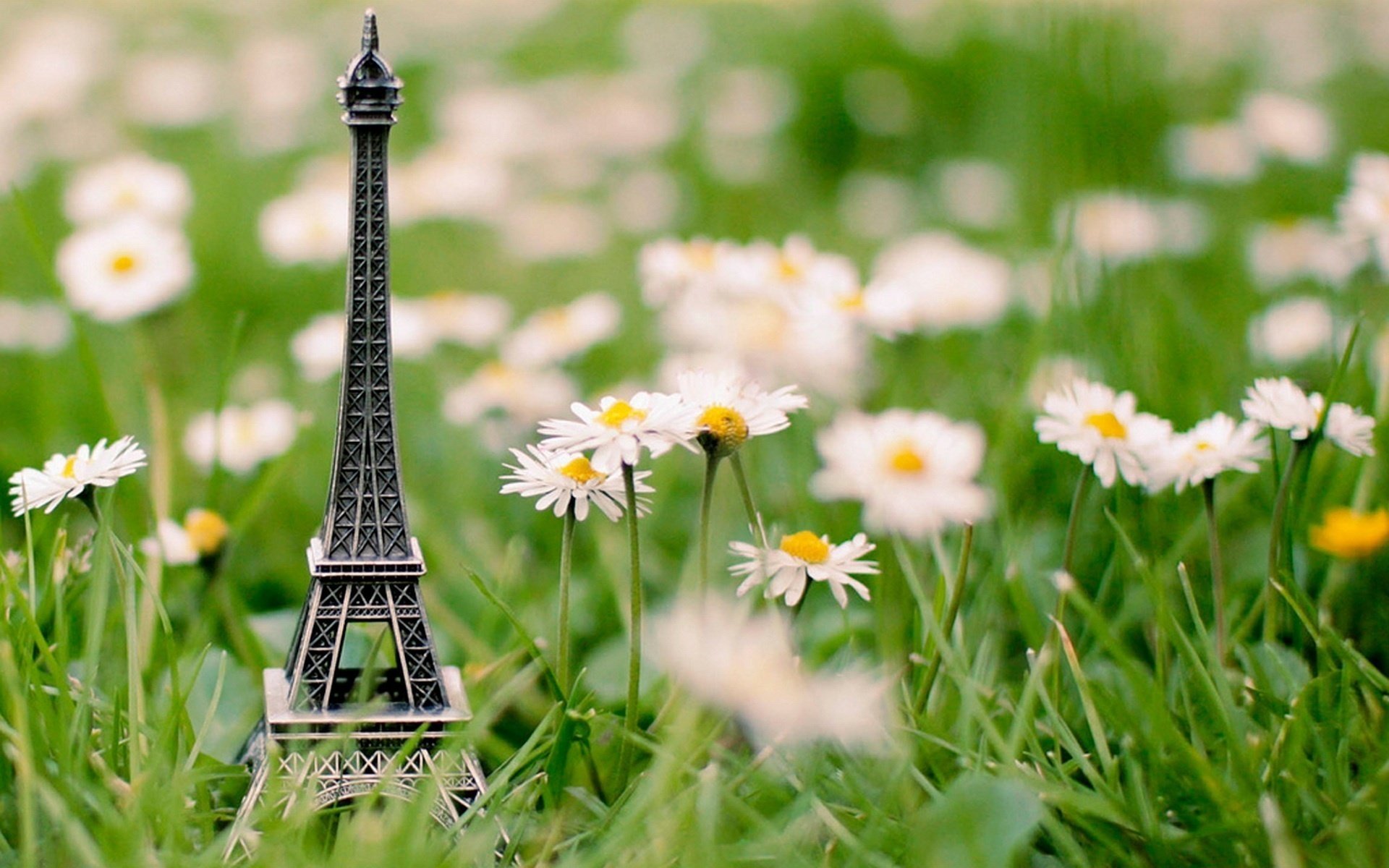 chamomile souvenir tower grass eiffel