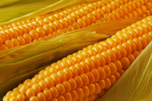 Juicy ripe corn cob