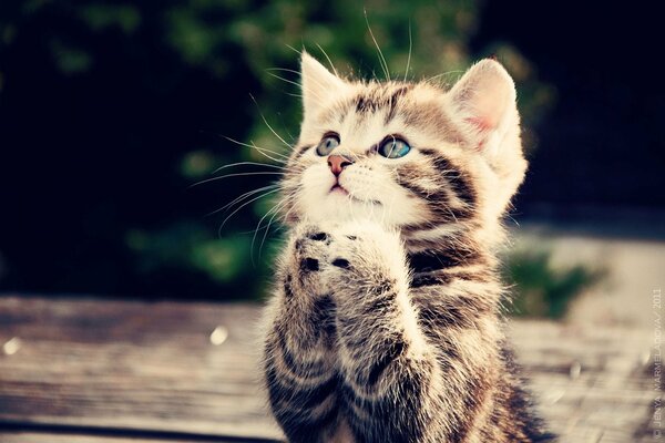 Cute kitten with a charming look