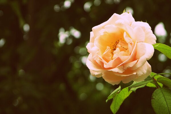 Lush rose with bright green leaves on a dark background