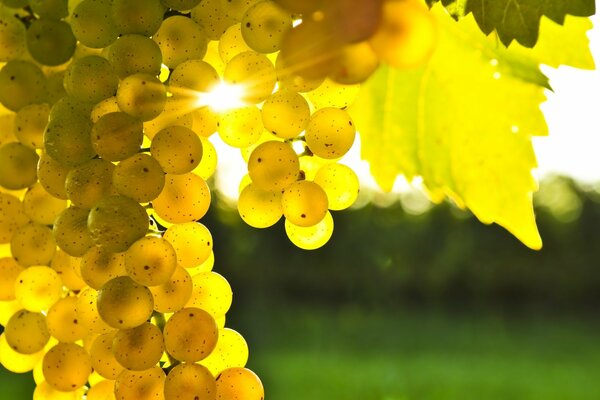 Bunches of grapes in the rays of the warm sun