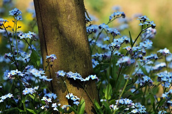 Forget-me-nots grow at the foot of the tree