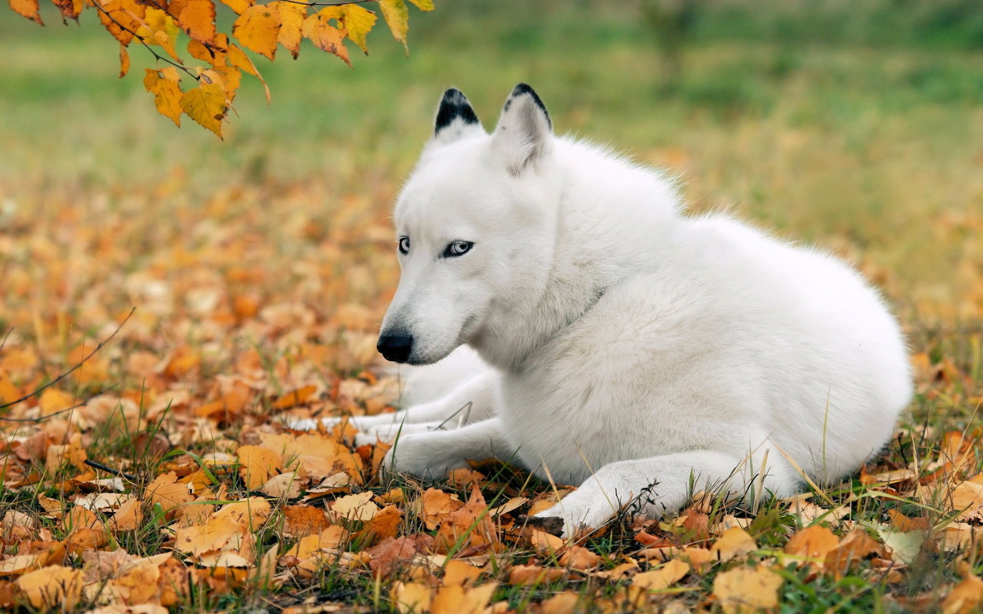 dog husky each