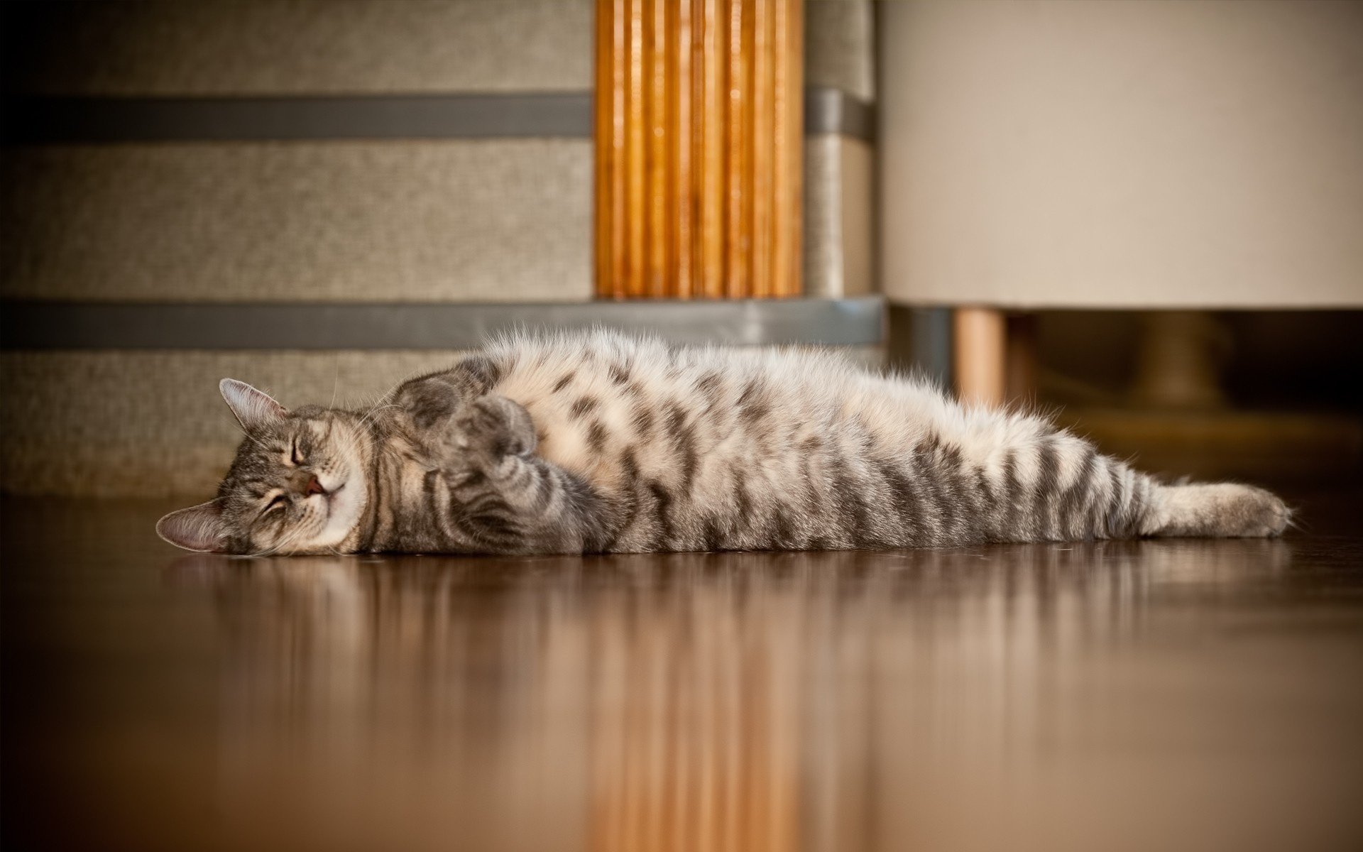 lies cat floor sleep paw