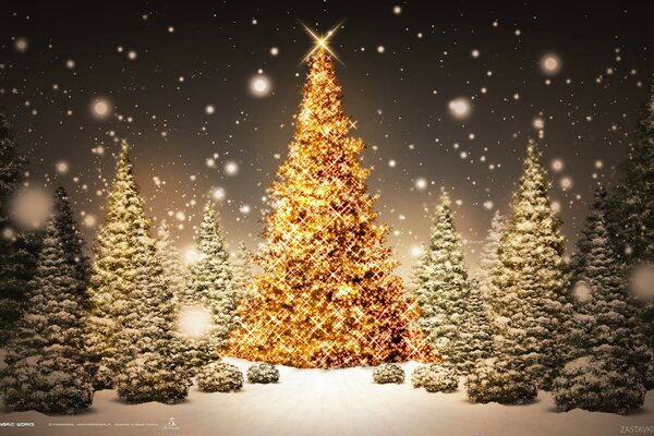 Christmas trees on the background of the night sky
