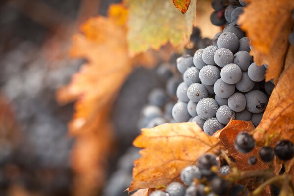 Autumn grapes covered with frost