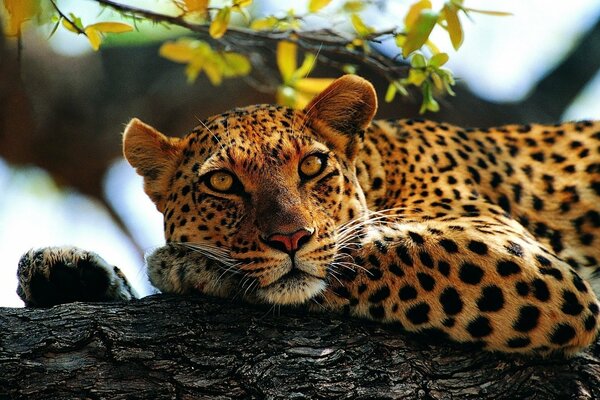 A spotted leopard is lying on its paws on a tree