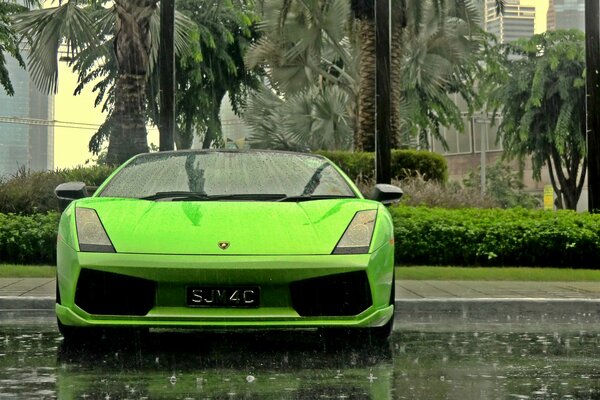 Green Lamborghini Gallardo car with green palm trees on the background