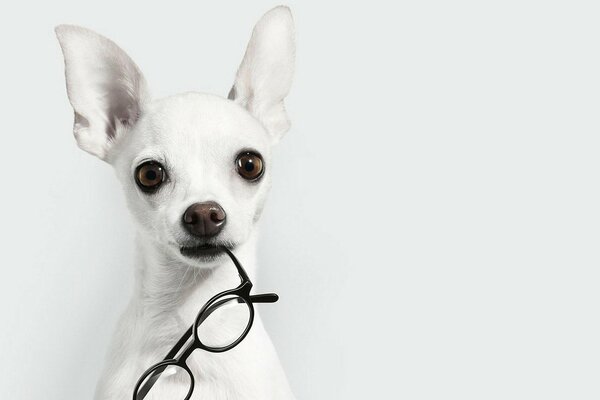 A white dog with glasses in his teeth