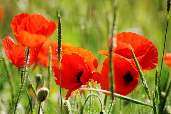 Juicy red poppies on a green background
