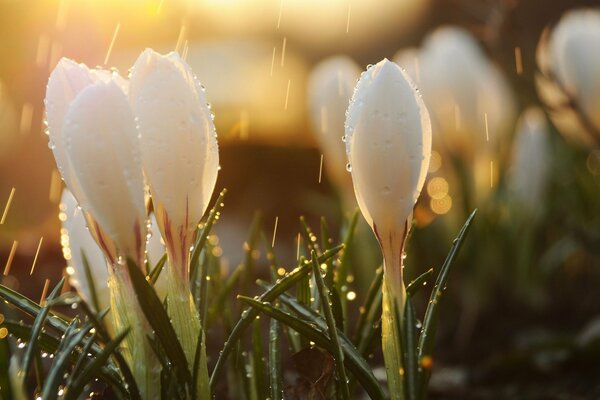 Fresh morning flowers with dew