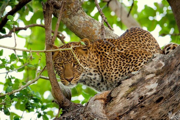 A leopard s view through the foliage of a tree